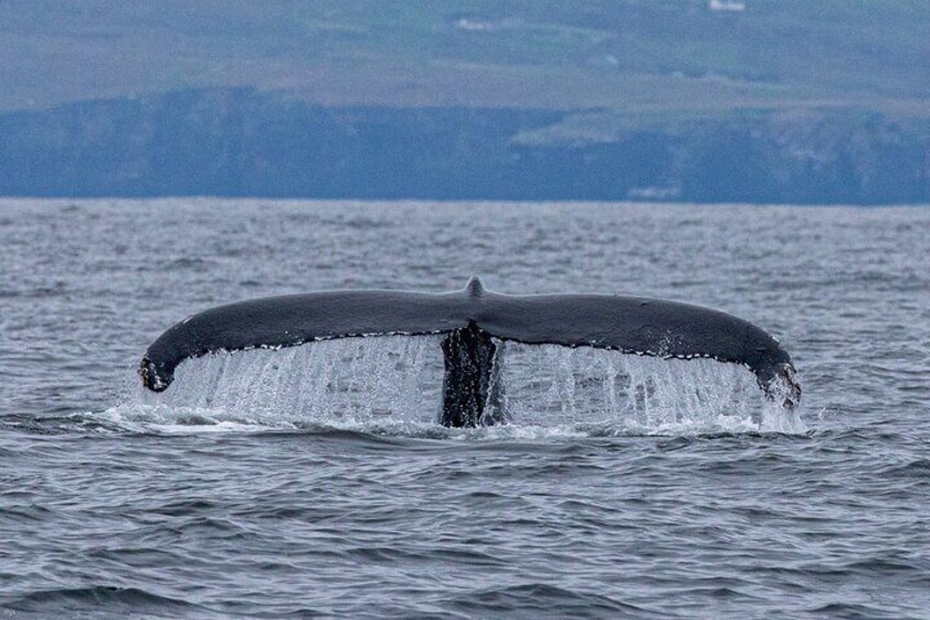 Blasket Island Sea Life Rib Tour,