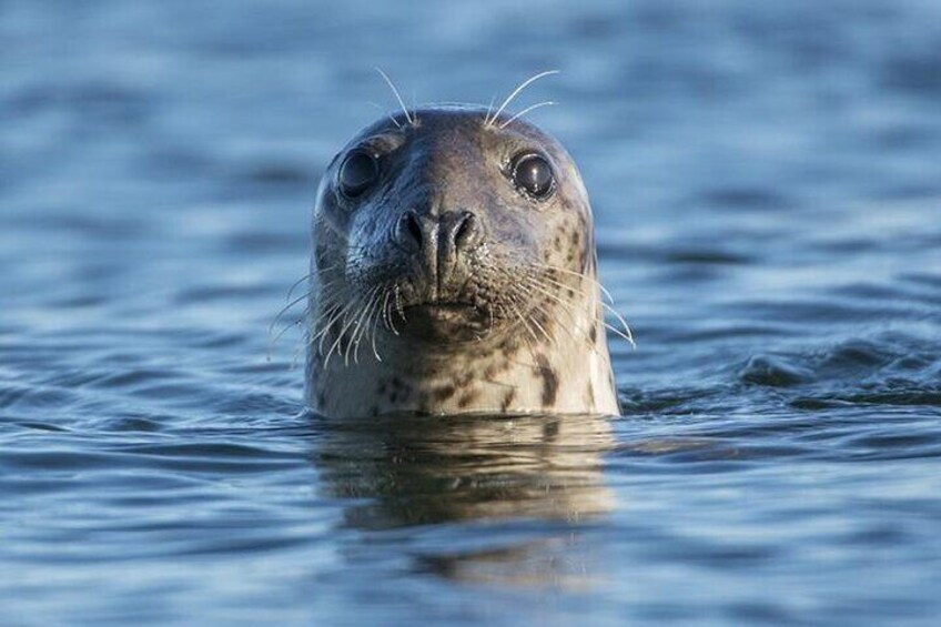 Blasket Island Sea Life Rib Tour,