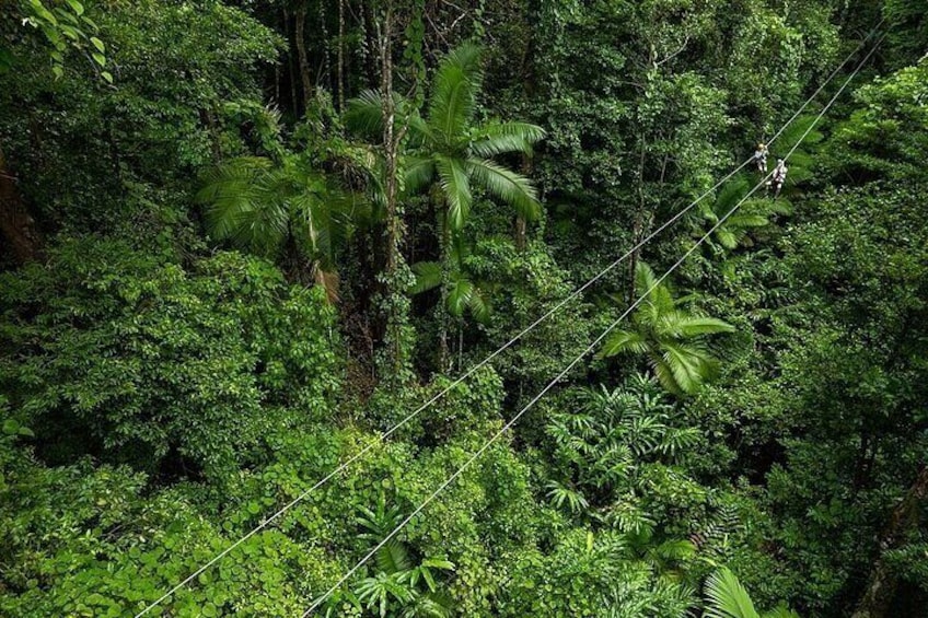 Ziplining Cape Tribulation with Treetops Adventures