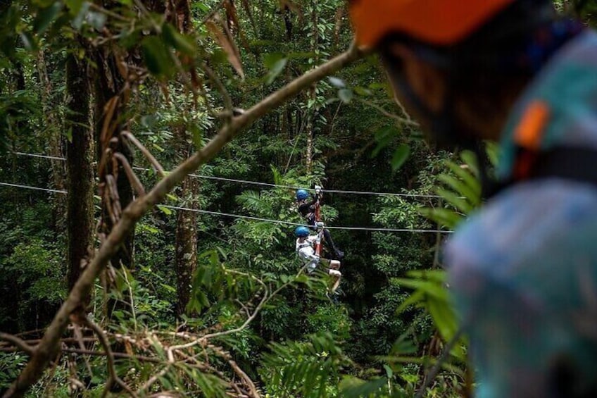 Ziplining Cape Tribulation with Treetops Adventures