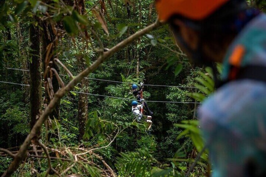 Ziplining Cape Tribulation with Treetops Adventures