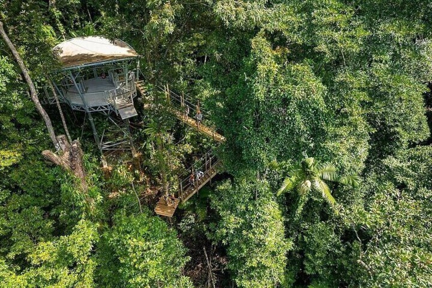 Ziplining Cape Tribulation with Treetops Adventures