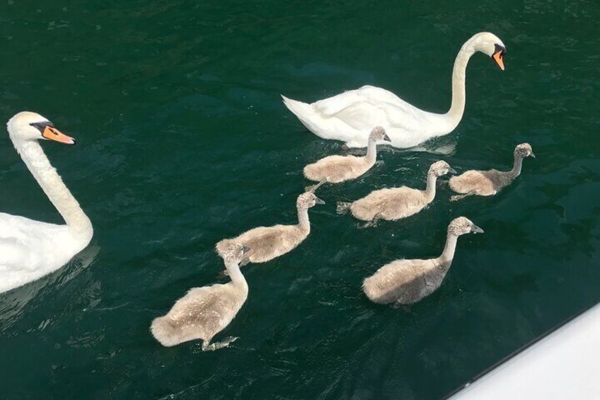 Swans with babies