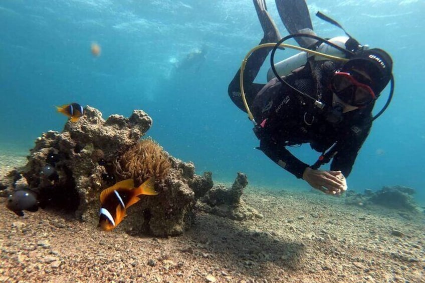 Private Scuba Diving Adventure in the Red Sea of Aqaba