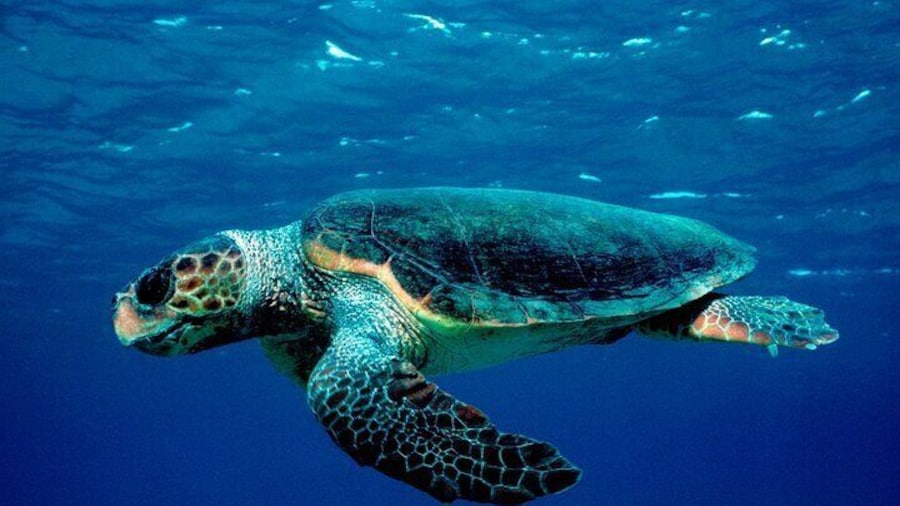Zakynthos Marine Park with Turtles Spotting
