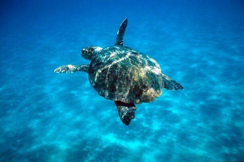 Zakynthos Marine Park with Turtles Spotting