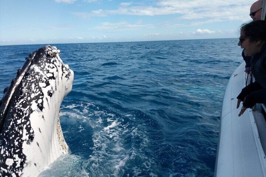 Hervey Bay Humpback spy hop