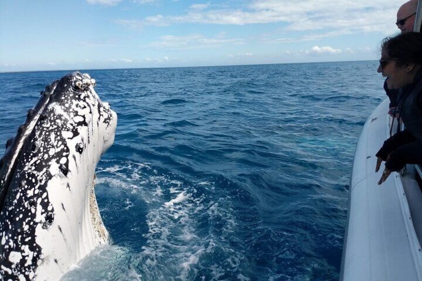 Hervey Bay Humpback spy hop