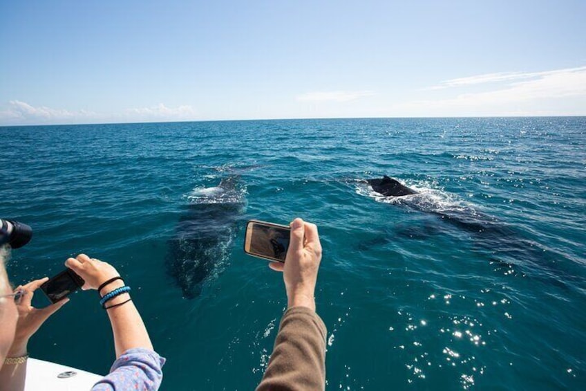 Hervey Bay Ultimate Whale Watching Cruise