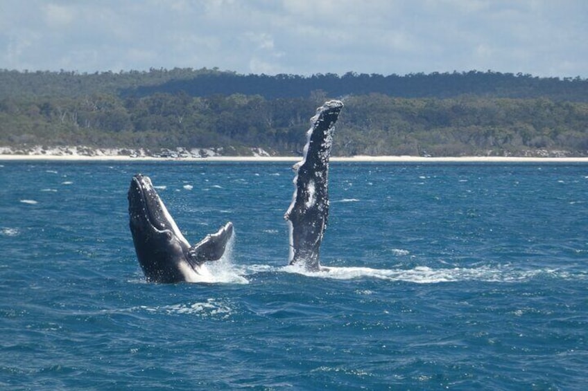 Hervey Bay Humpback Calf Breach