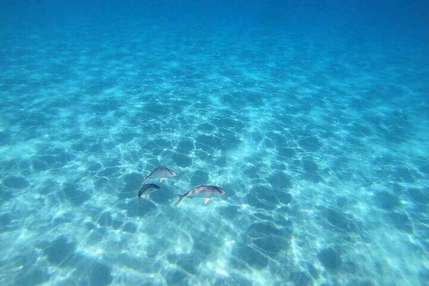 Snorkeling Experience to discover the dolphin inside you!