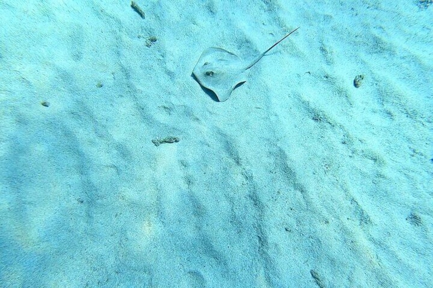 Snorkeling Experience to discover the dolphin inside you!