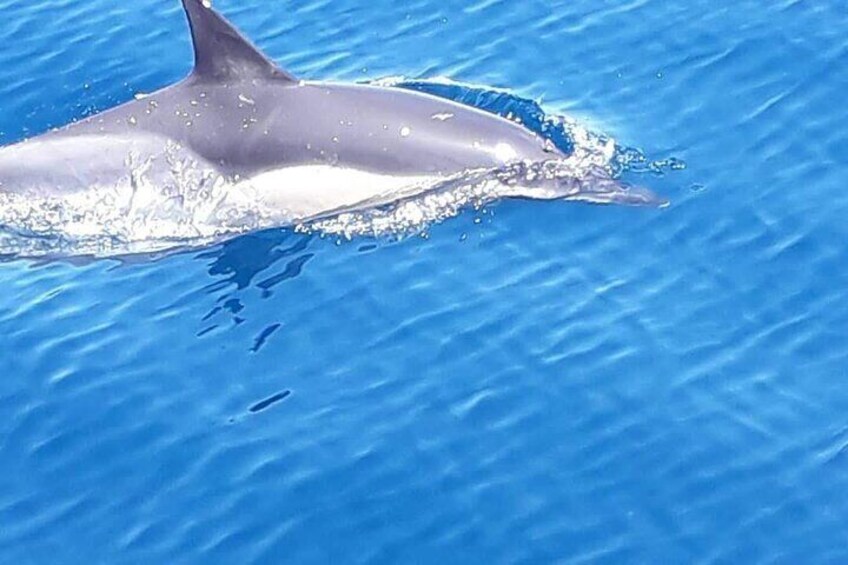 Common or striped dolphin