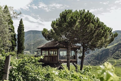 Guided winery tour with tasting in Bolzano at the SKYWINE PAVILLON