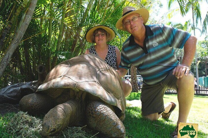 Tortoise Encounter 