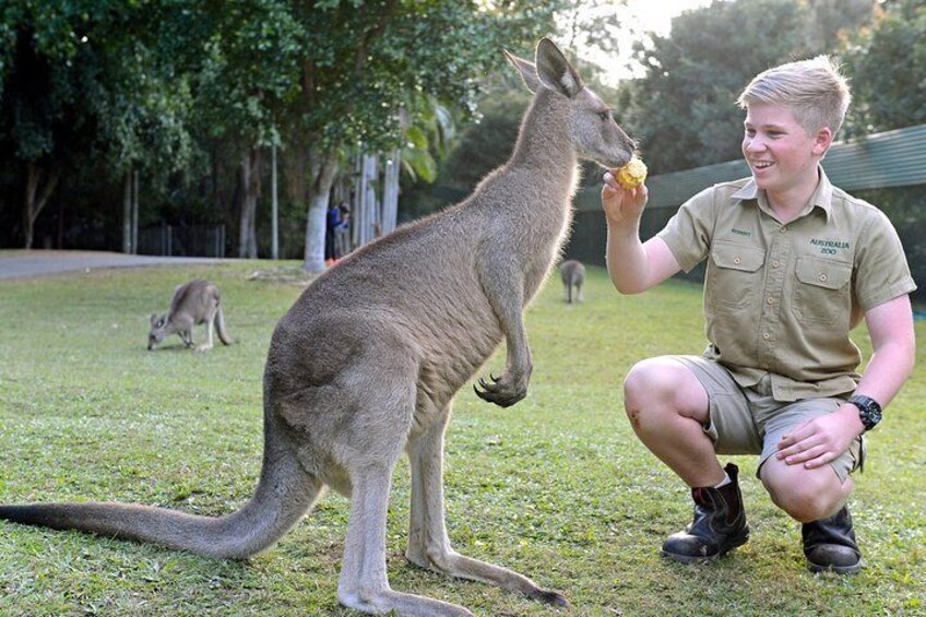 Small-Group Australia Zoo Day Trip from Brisbane