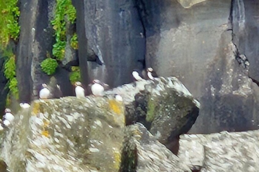 Sightseeing Around Nólsoy to see Puffins