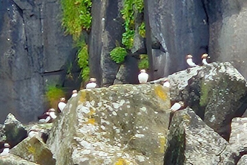 Sightseeing Around Nólsoy to see Puffins