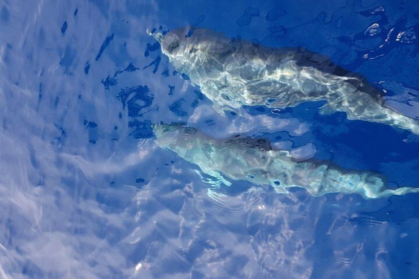 Dolphins often seen.