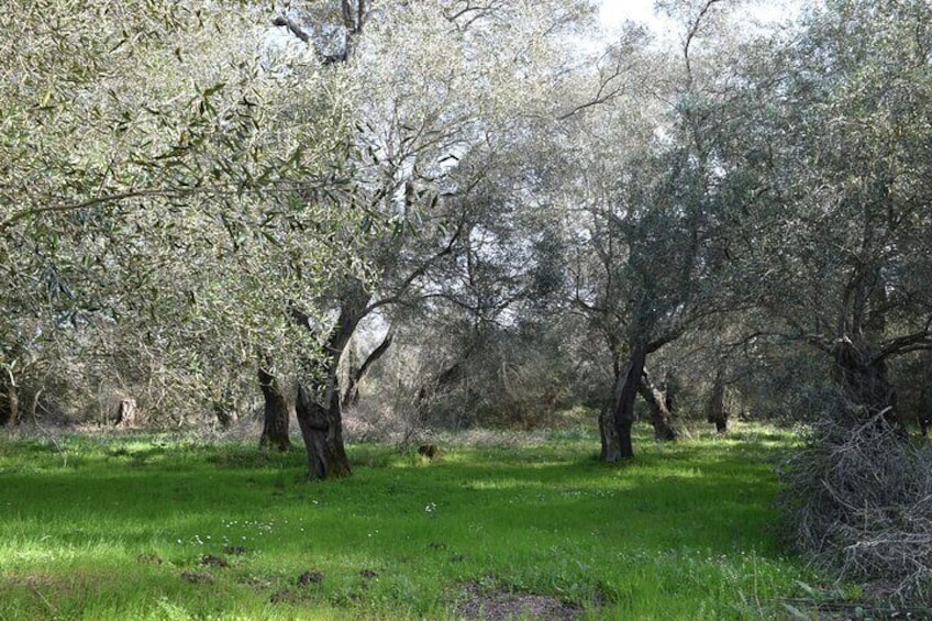 Corfiot olive groves in the countryside. Did you know that there are more than four million olive trees in Corfu!
