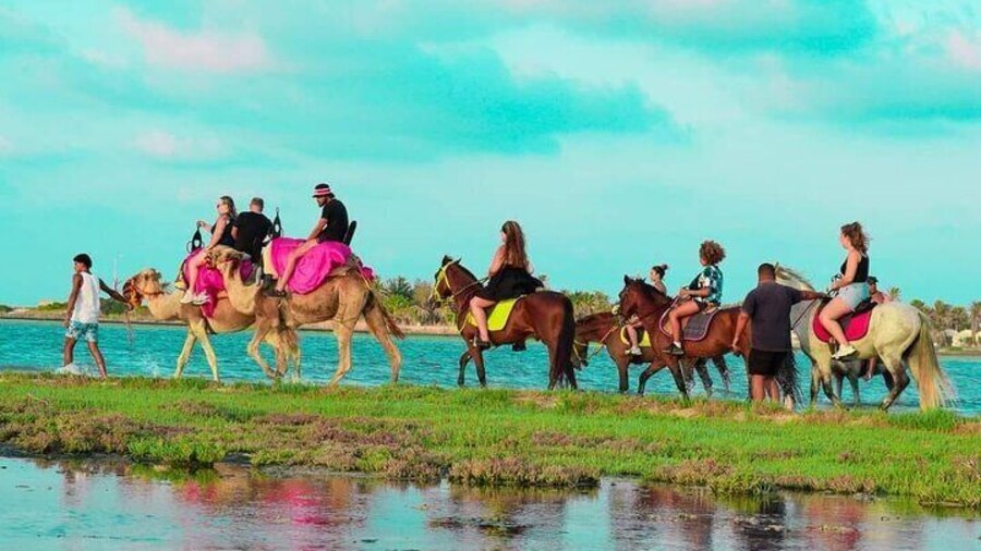 Explore Djerba by camel and horse