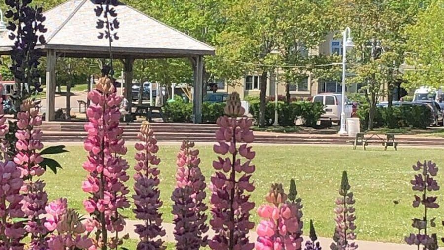 Lupins in the Park
