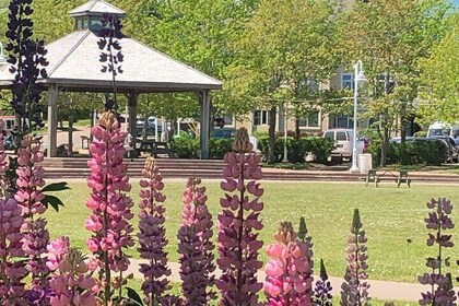 Historic Walking Tour of Charlottetown