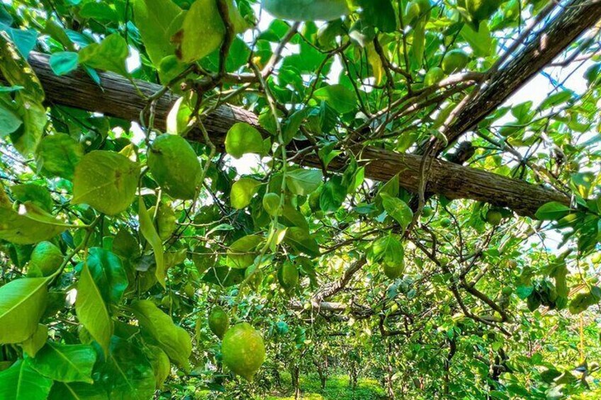 Oil and Lemon - Sorrento e-Bike Tour Experience