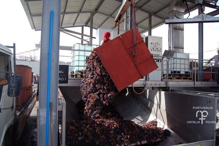 Harvest at Adega da Palmela winery