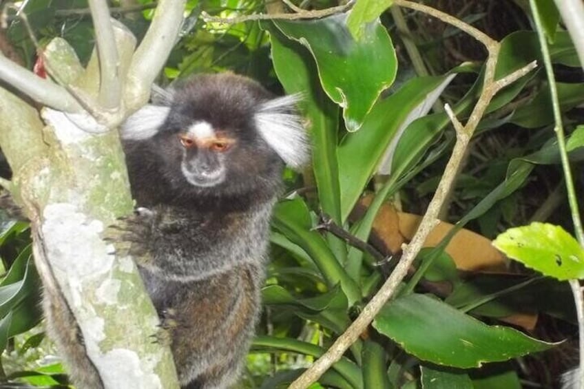 Half-Day Jeep Tour in Rio's Tijuca Rainforest and Scenic