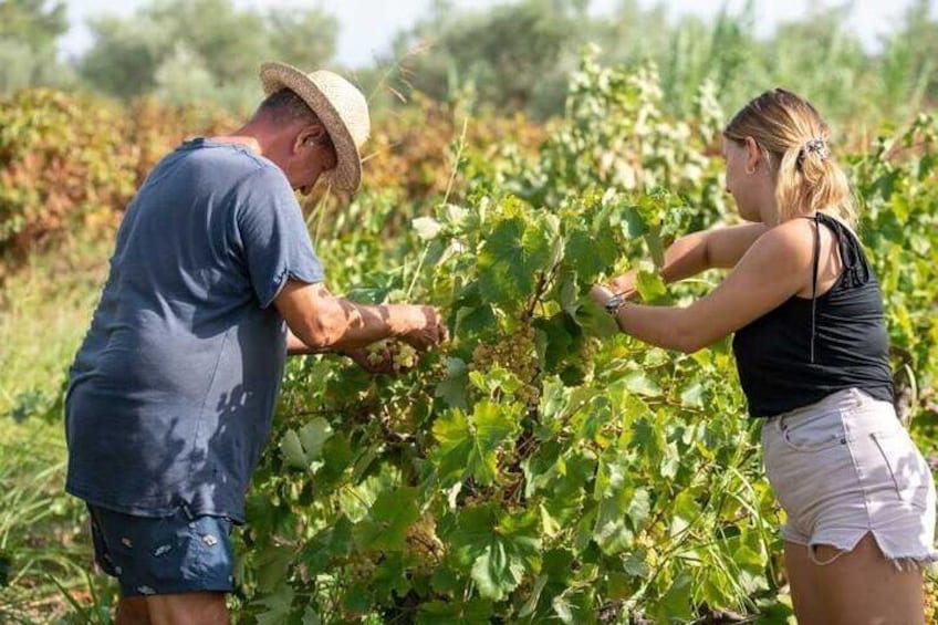 Callinico Winery's Vineyard