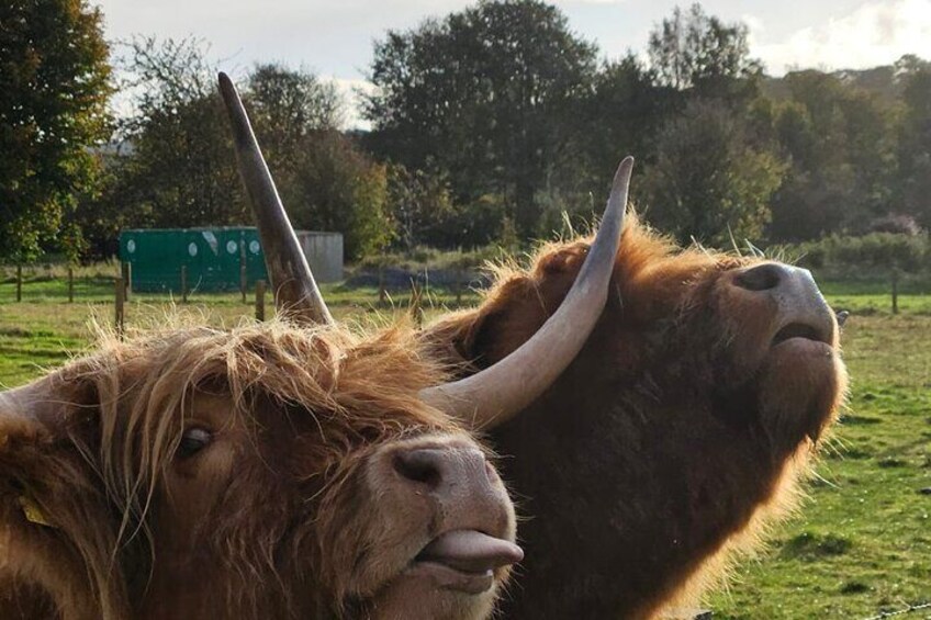 Cheeky Highland Coos