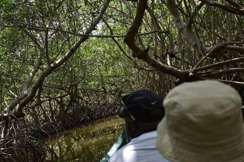 Full day tour of the mangrove swamp and mud volcano in Cartagena