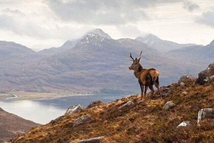 Luxury Private Tour of The Highlands & Loch Ness from Edinburgh