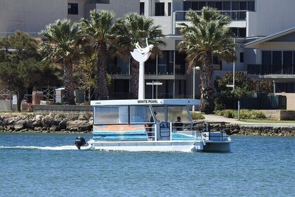 1 Hour Deluxe Scenic Dolphin Cruise