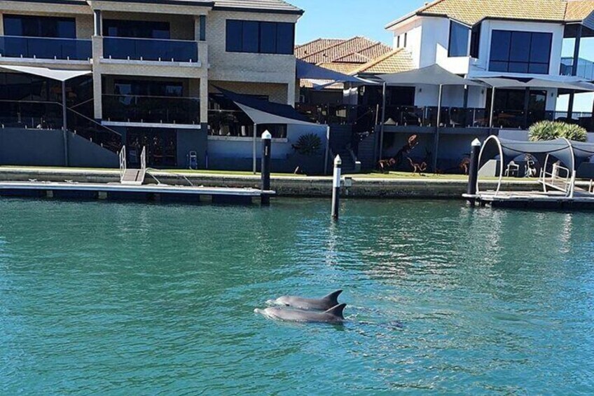 Bottlenose dolphins in the canals