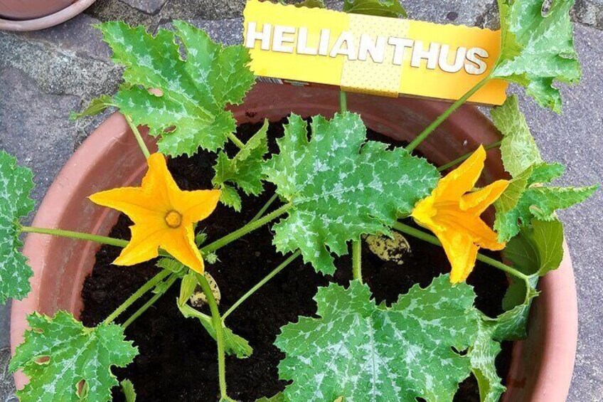 Helianthus and nature