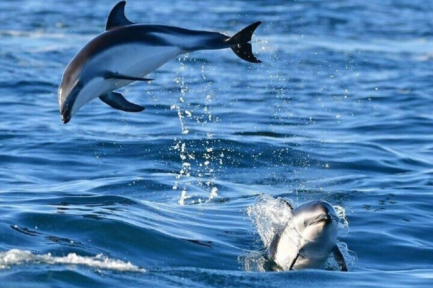 Dolphin Watching Tour