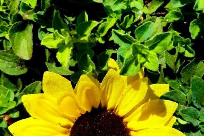 Sunflowers Helianthus