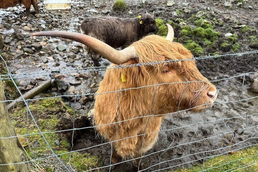 Private Scottish Highlands and Loch Ness Tour from Edinburgh