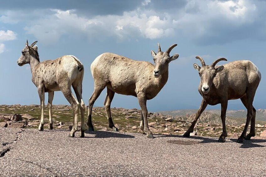 Scenic Tour of the Pikes Peak Highway