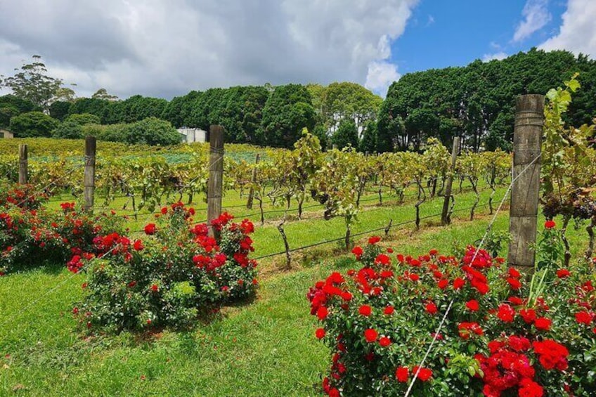 Vines on Mt Tamborine 