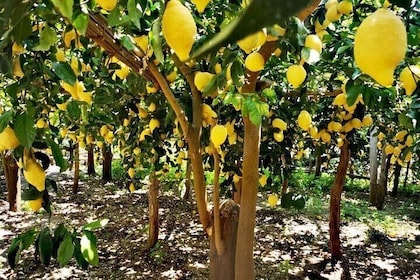 Amalfi Coast Lemon Path Tour with Tasting