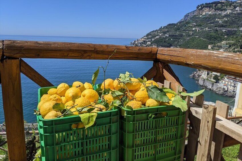 Amalfi Coast Lemon Path Tour with Tasting