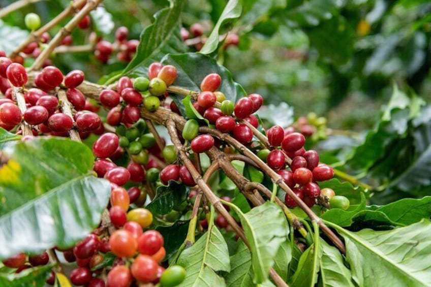 Experience Coffee and Sugar Cane Process Inside the Forest