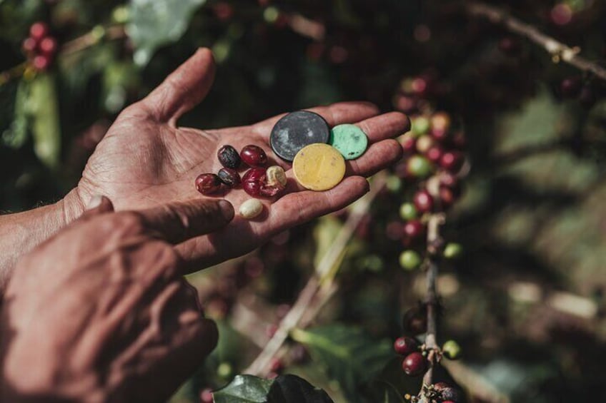 Experience Coffee and Sugar Cane Process Inside the Forest