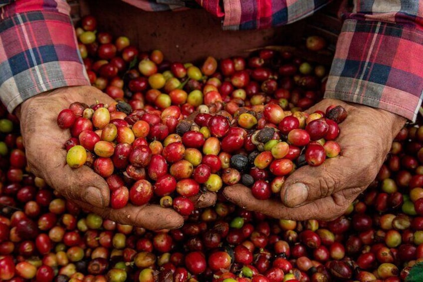 Authentic experience of Coffee, Cane and Caco inside the forest