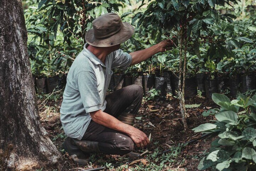 Authentic experience of Coffee, Cane and Caco inside the forest