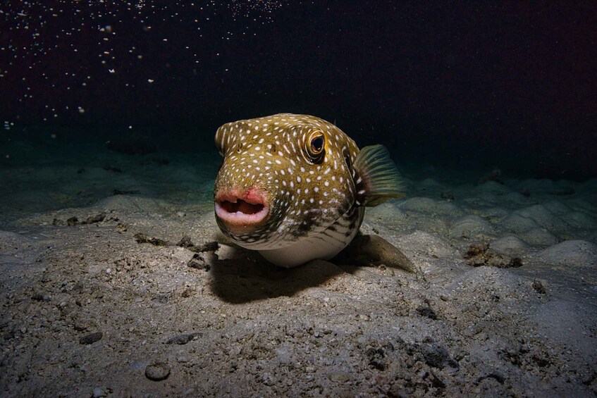 Picture 2 for Activity Moorea: Night Snorkelling Experience