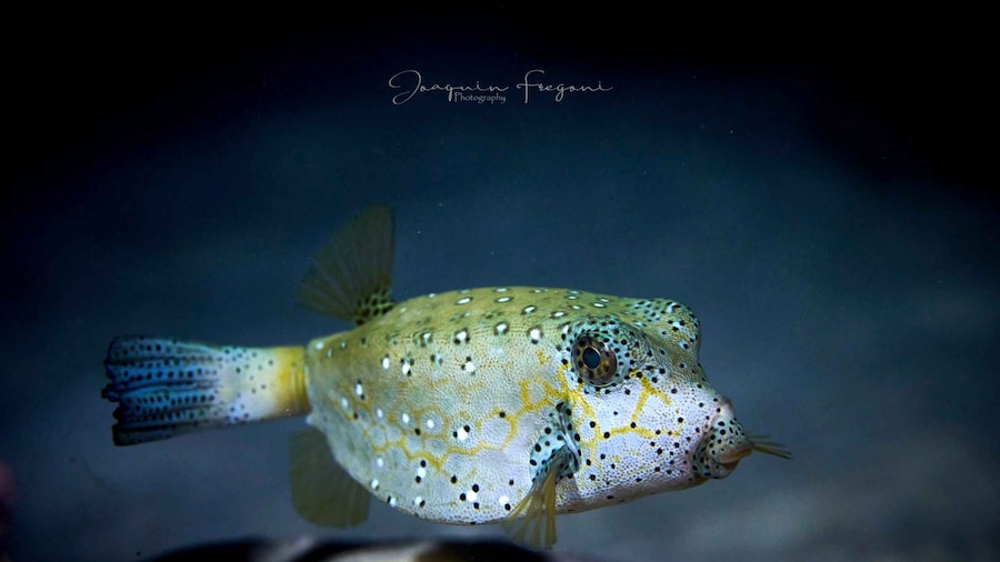 Moorea: Night Snorkelling Experience